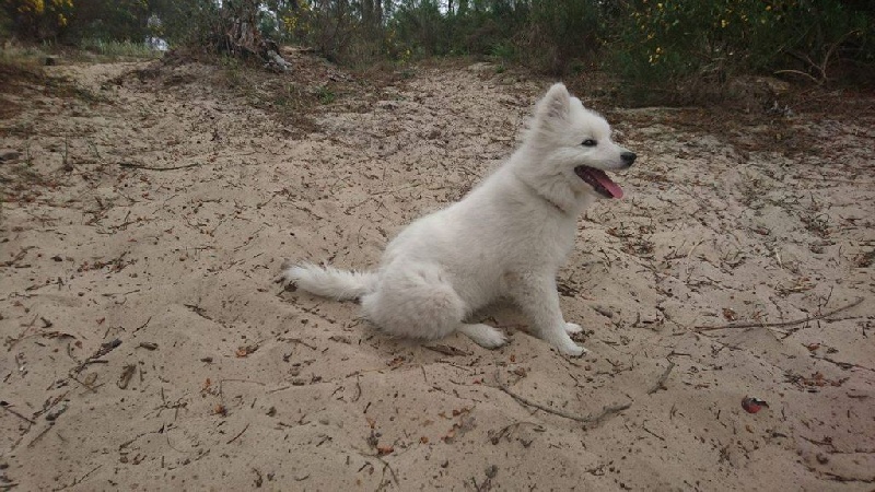 Milky désiré Of White Wolf Bay