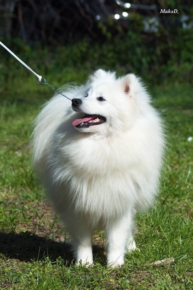 Magnificent iota for magic dog Of White Wolf Bay