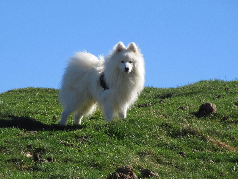 Miracle désiré dit merlin Of White Wolf Bay